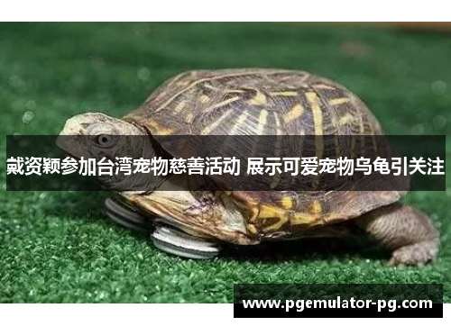 戴资颖参加台湾宠物慈善活动 展示可爱宠物乌龟引关注 戴资颖参加台湾宠物慈善活动 展示可爱宠物乌龟引关注